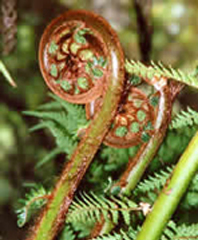 Cyathea smithii