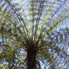 Cyathea australis