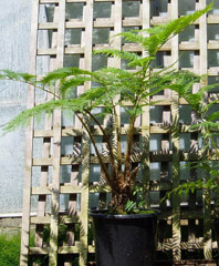 Cyathea cooperi