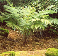 Cyathea dealbata