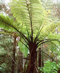 Cyathea medullaris