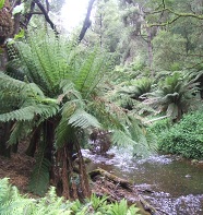 large tree ferns