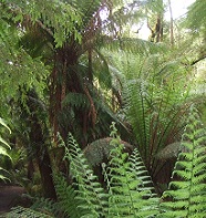 Tree Ferns in the Wild