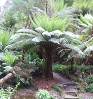 large tree fern
