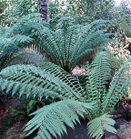 Tree ferns in a garden